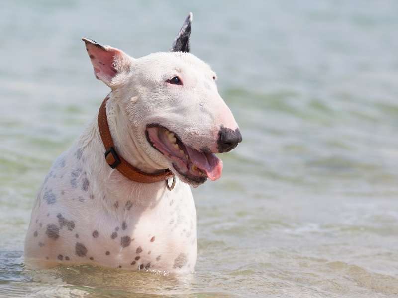 Bull Terrier 20 Bull Terrier charakter
