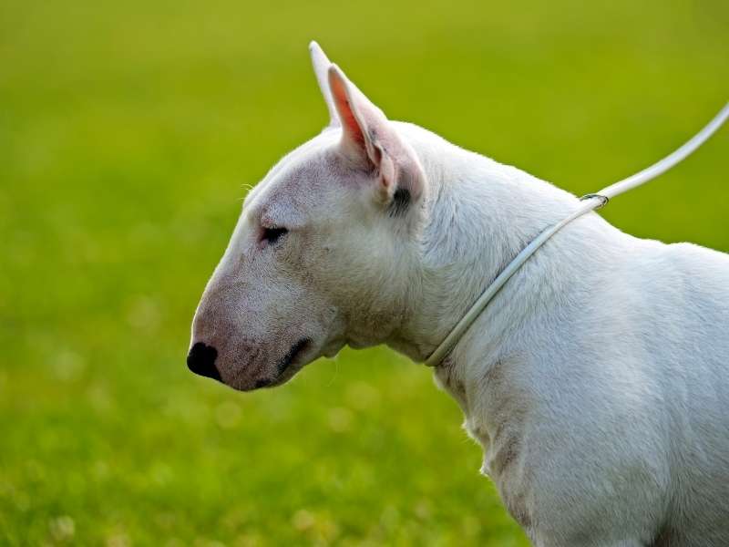 Bull Terrier 22 Bull Terrier größe