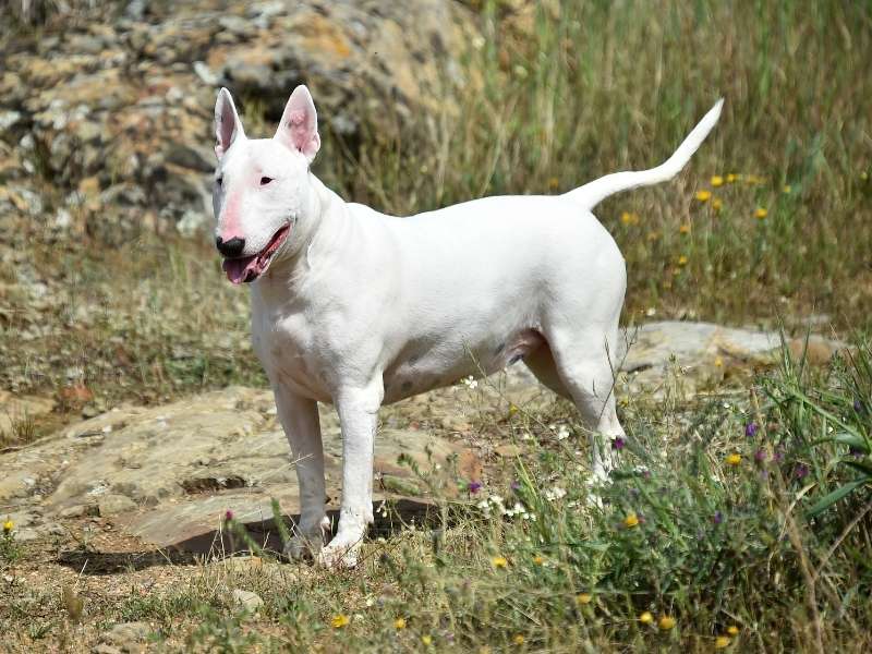 Bull Terrier 21 Bull Terrier kaufen