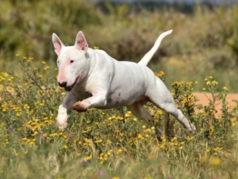 Bull Terrier welpen