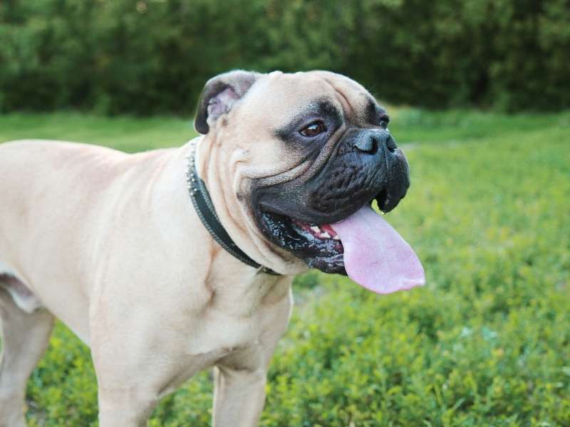 Bullmastiff 19 Bullmastiff charakter