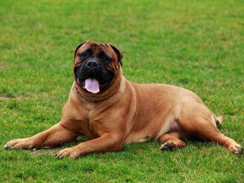 Bullmastiff 21 Bullmastiff größe