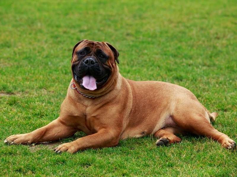 Bullmastiff größe