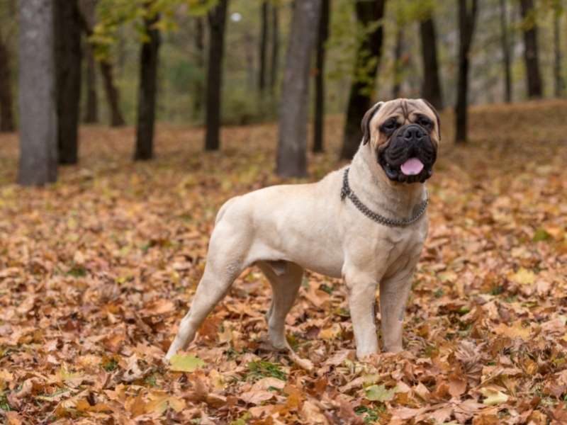 Bullmastiff kaufen