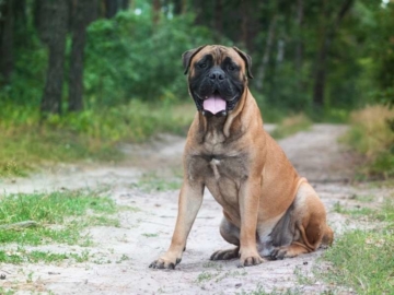 Bullmastiff welpen