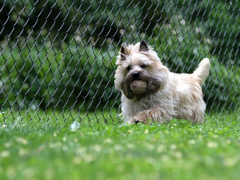 Cairn Terrier charakter Cairn Terrier charakter