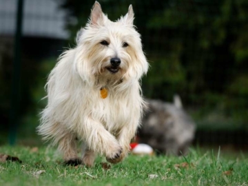Cairn Terrier erziehung