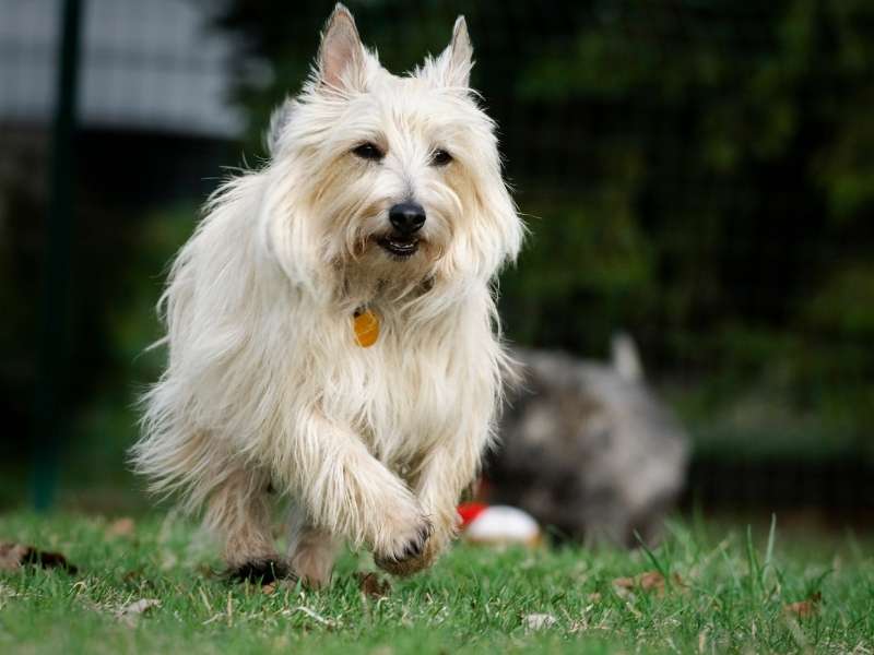 Cairn Terrier erziehung Cairn Terrier erziehung