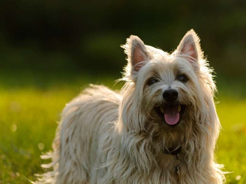 Cairn Terrier kaufen Cairn Terrier kaufen