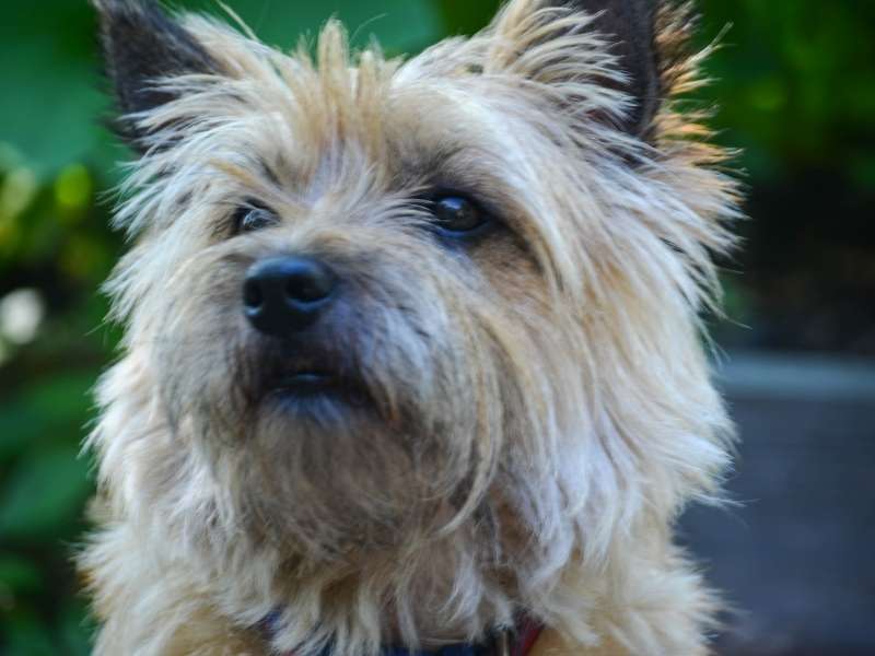 Cairn Terrier welpen Cairn Terrier welpen