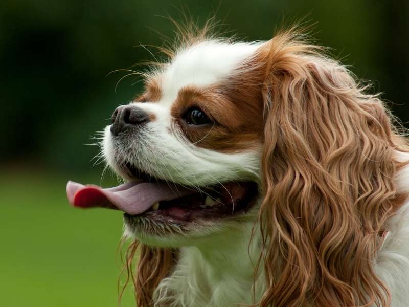 Cavalier King Charles Spaniel erziehung Cavalier King Charles Spaniel erziehung