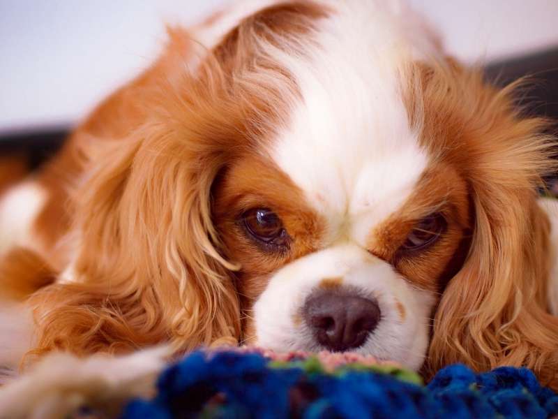 Cavalier King Charles Spaniel größe Cavalier King Charles Spaniel größe