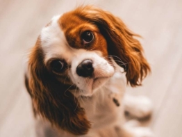 Cavalier King Charles Spaniel welpen