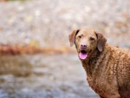 Chesapeake Bay Retriever 4