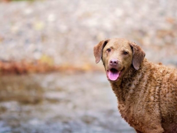Chesapeake Bay Retriever 1