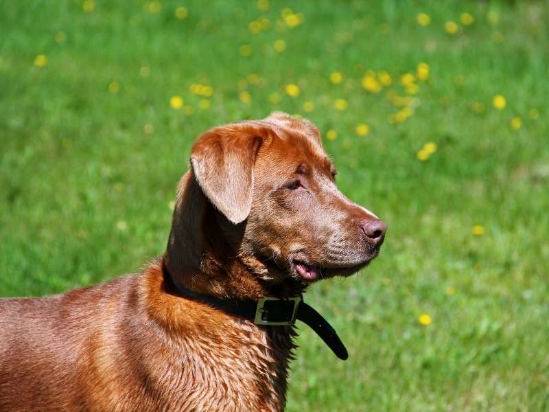Chesapeake Bay Retriever 21 Chesapeake Bay Retriever 5