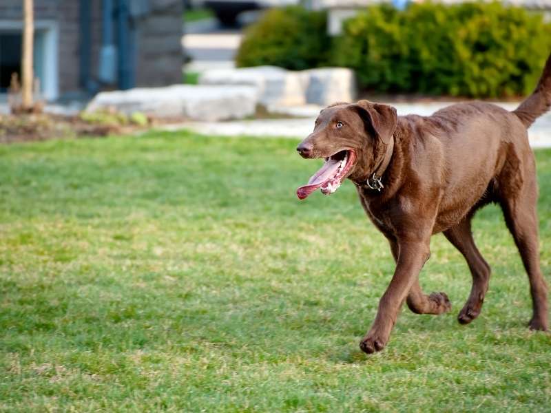 Chesapeake Bay Retriever 22 Chesapeake Bay Retriever 6