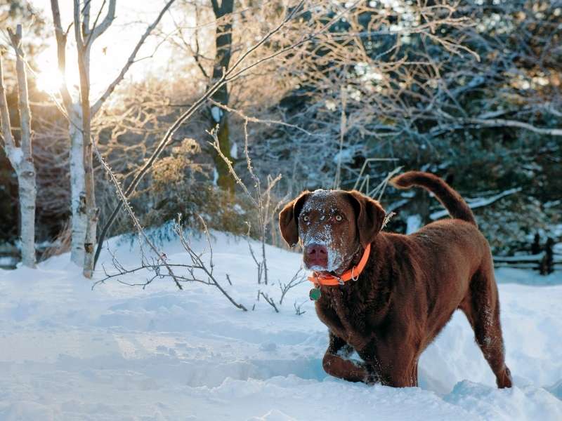 Chesapeake Bay Retriever 20 Chesapeake Bay Retriever 4