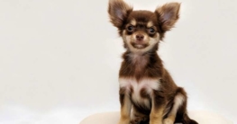 Chihuahua charakter