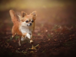 Chihuahua größe