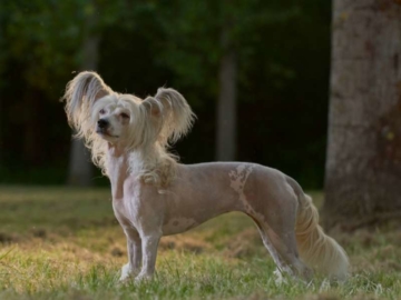 Chinesischer Schopfhund kaufen