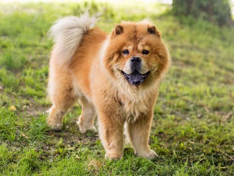 Chow Chow charakter