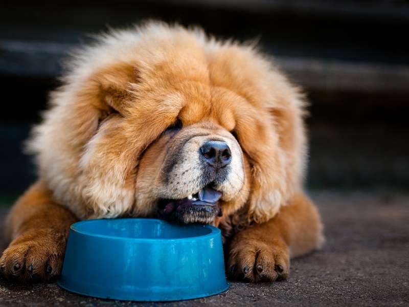 Chow Chow 20 Chow Chow erziehung