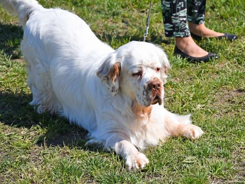 Clumber Spaniel erziehung Clumber Spaniel erziehung