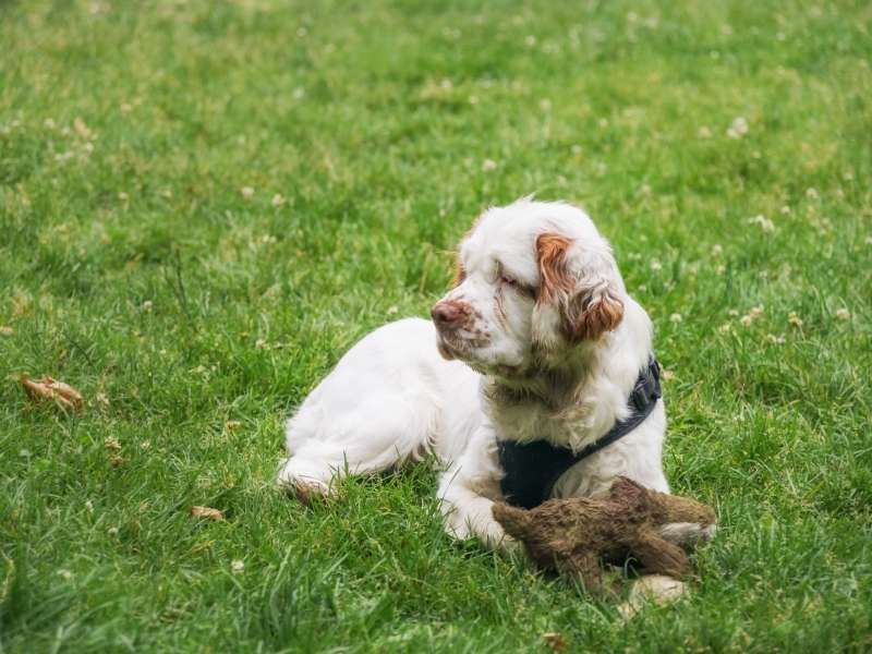 Clumber Spaniel größe Clumber Spaniel größe