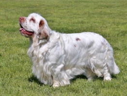 Clumber Spaniel kaufen