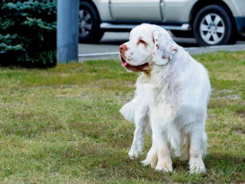 Clumber Spaniel welpen Clumber Spaniel welpen