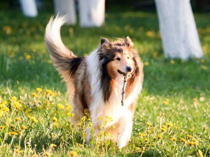 Collie erziehung Collie erziehung