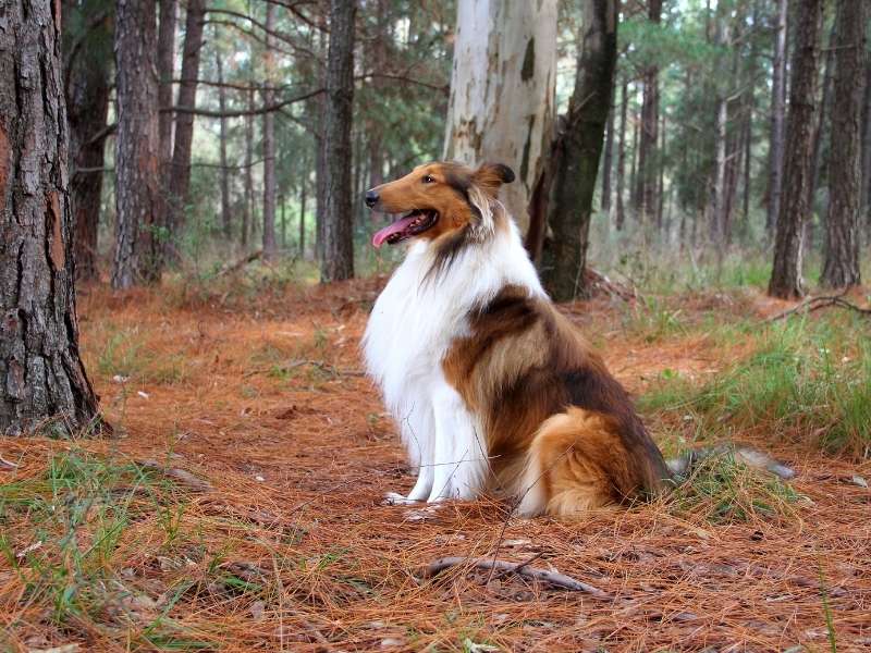 Collie größe Collie größe
