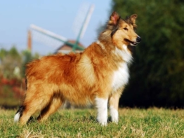 Collie kaufen