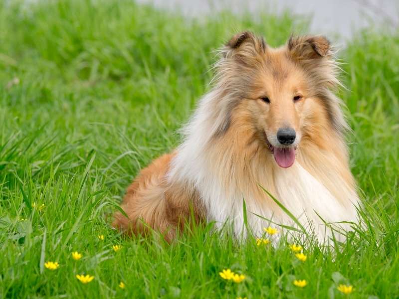 Collie welpen Collie welpen