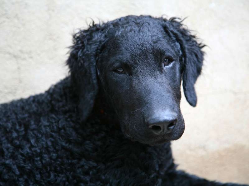 Curly Coated Retriever 19 Curly Coated Retriever charakter