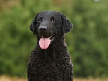 Curly Coated Retriever erziehung