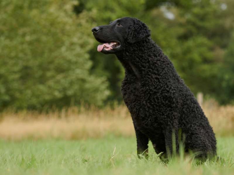 Curly Coated Retriever 20 Curly Coated Retriever größe