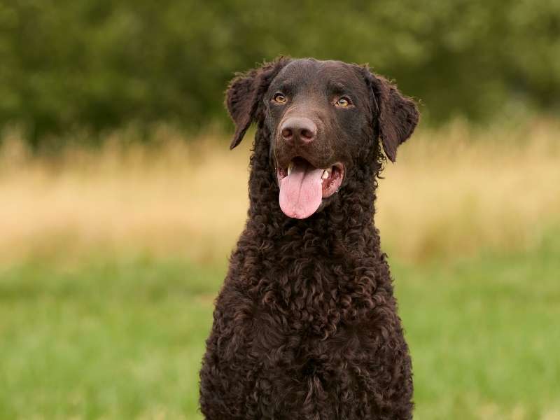 Curly Coated Retriever 22 Curly Coated Retriever welpen