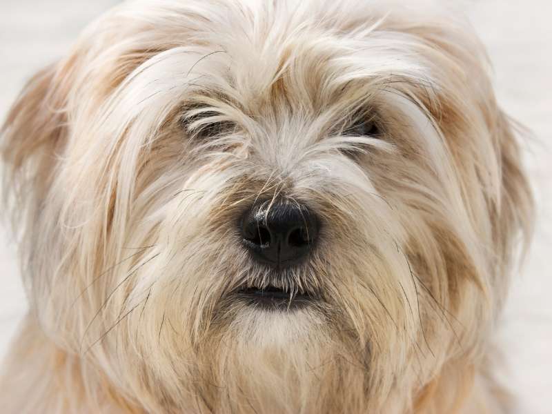 Dandie Dinmont Terrier charakter Dandie Dinmont Terrier charakter