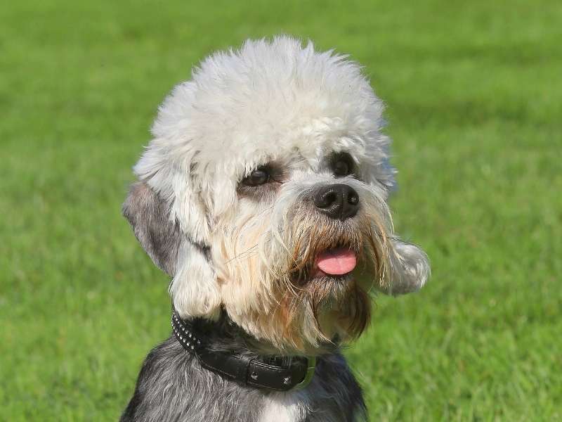 Dandie Dinmont Terrier erziehung Dandie Dinmont Terrier erziehung