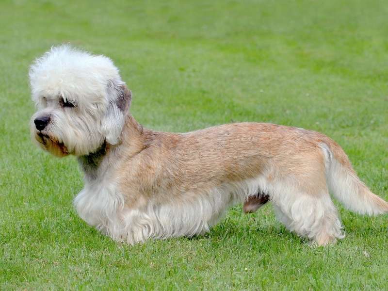 Dandie Dinmont Terrier größe Dandie Dinmont Terrier größe