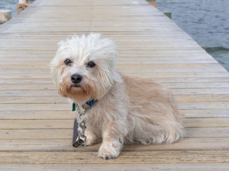Dandie Dinmont Terrier kaufen Dandie Dinmont Terrier kaufen