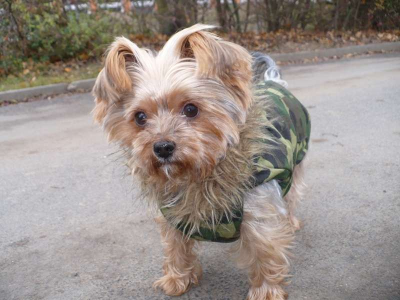 Dandie Dinmont Terrier welpen Dandie Dinmont Terrier welpen