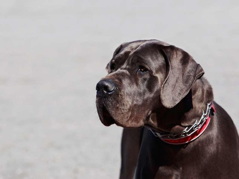 Deutsche Dogge 19 Deutsche Dogge charakter