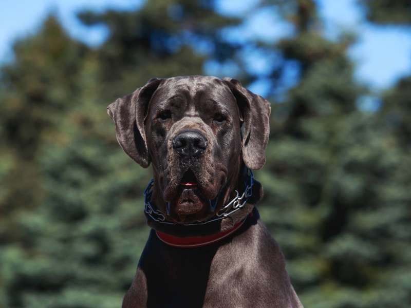 Deutsche Dogge 20 Deutsche Dogge größe