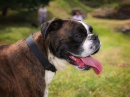 Deutscher Boxer charakter
