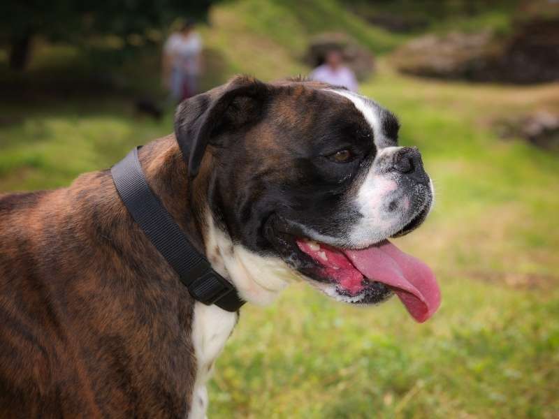 Deutscher Boxer 19 Deutscher Boxer charakter