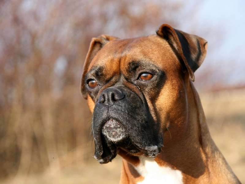 Deutscher Boxer 20 Deutscher Boxer größe