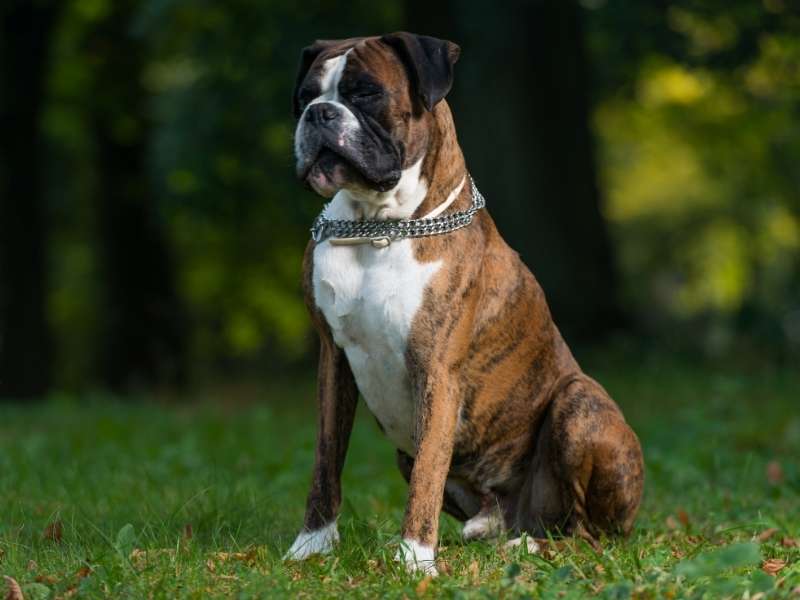 Deutscher Boxer 22 Deutscher Boxer kaufen